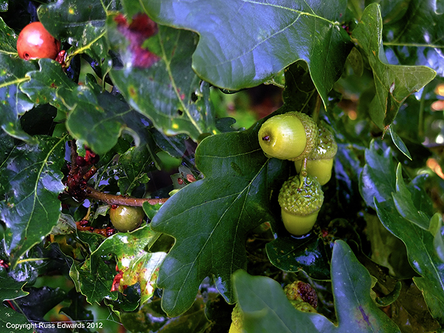 acorns